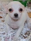 Chihuahuas miniatura con pedigree. - mejor precio | unprecio.es