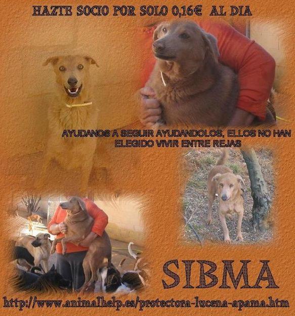 perra tamaño grande en adopcion