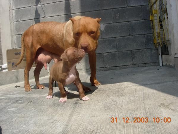 Pitbull cachorros