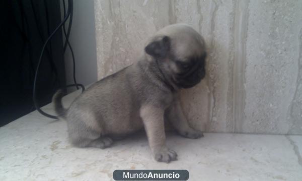 SE VENDEN CACHORROS DE CARLINO