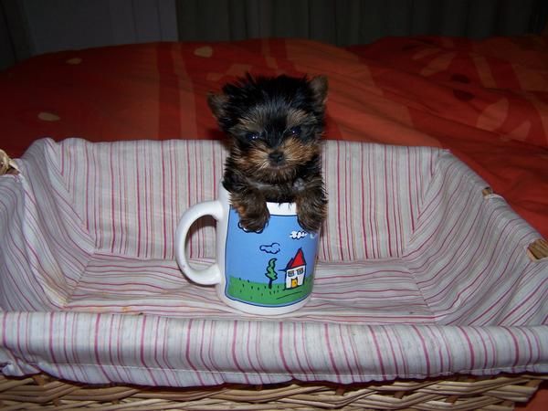 YORKSHIRE terrier macho  mini