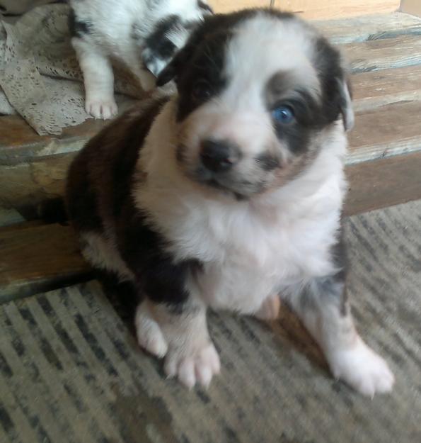 Blue merle border collie