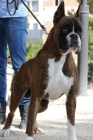 boxer para montas - mejor precio | unprecio.es