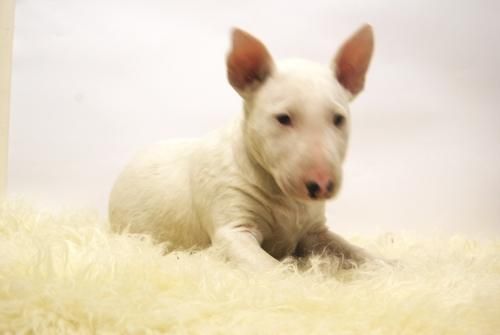 Bullterrier - Cachorros ( Blancos con Parches ) Listos para Entregar