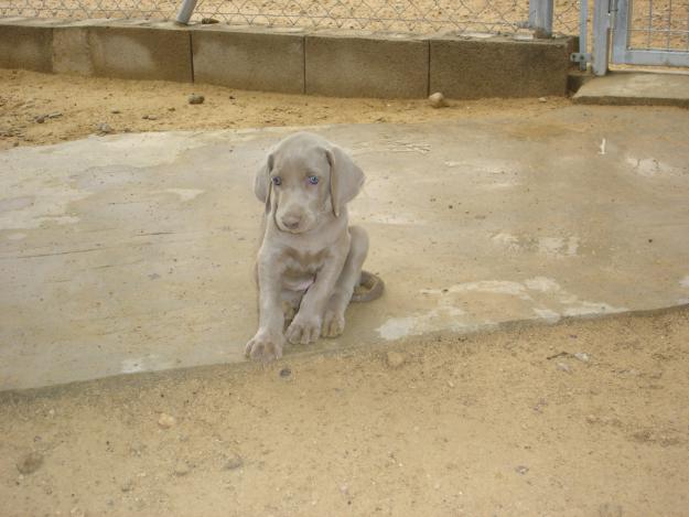 cachorros braco de weimar