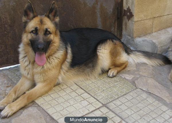 cachorros de pastor aleman con pedigree