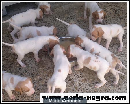 Cachorros de Pointer.