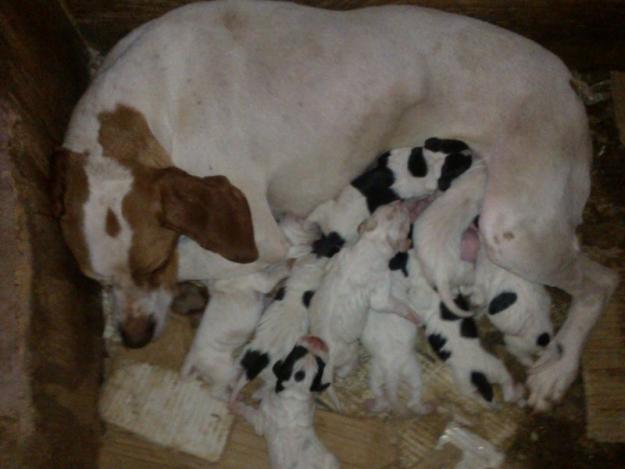 Cachorros de Pointer