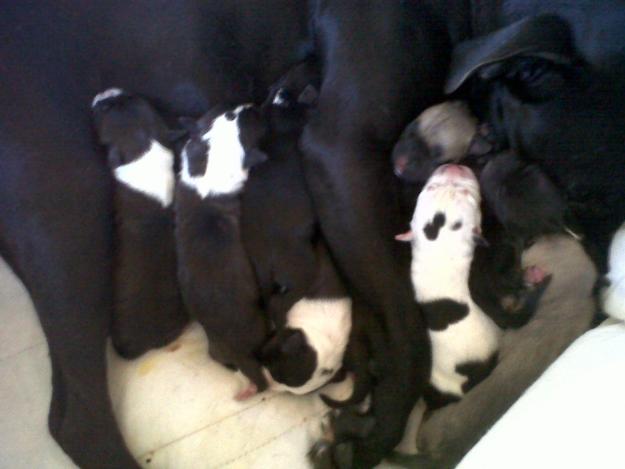 Excelente Camada American Staffordshire Terrier