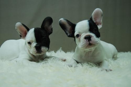 INCREIBLES CACHORRINES DE BULL DOG FRANCES__se entregan vacunados y desparasitados...