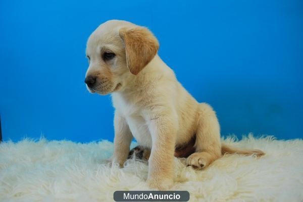 LABRADOR RETRIEVER NEGRO -CANELA---