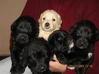 Regalo cachorros mezcla de golden con pastor aleman