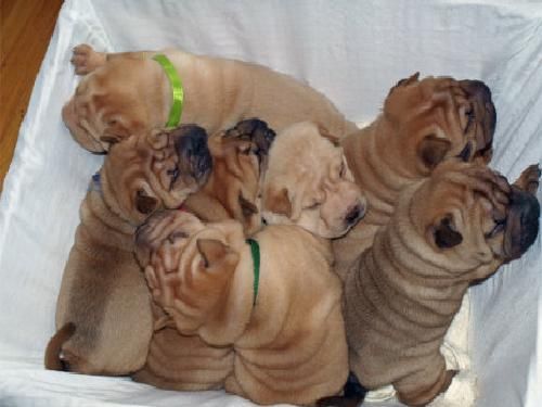 Shar pei :: alta seleccion y exposicion