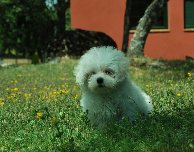 Bichón Maltés toy cachorros de calidad, padres a la vista ven a vernos, seriedad