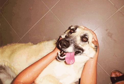 Adopta a Xana