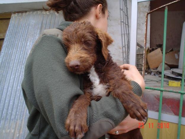 BRUNO: cachorro de agua ABANDONADO EN PLENA TORMENTA. TLF. 649220494