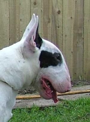 bull terrier