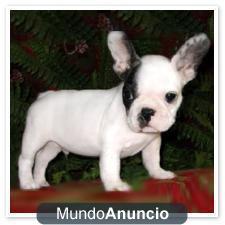 Cachorritos de Bulldog Frances 200€