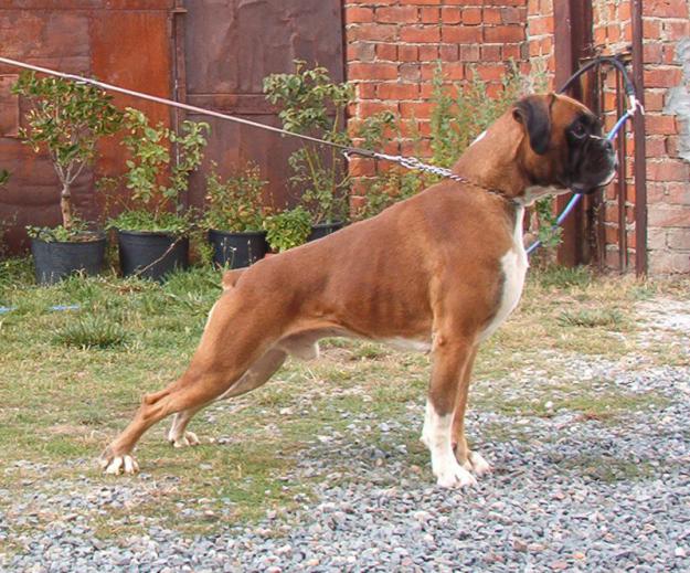 Cachorro de Boxer