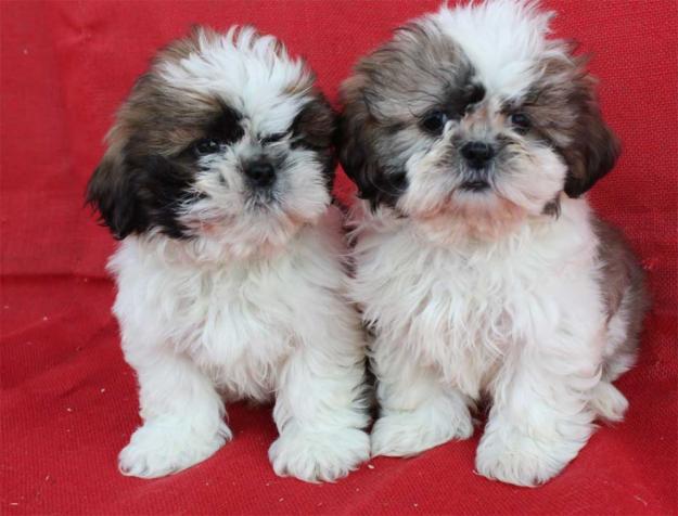 Cachorros de Shih_tzu buuen precio