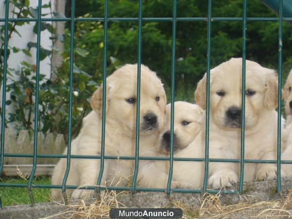 golden retriever