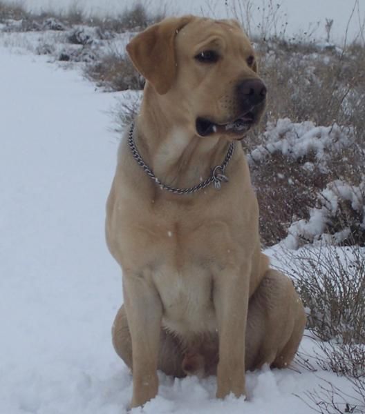 labrador  para montas