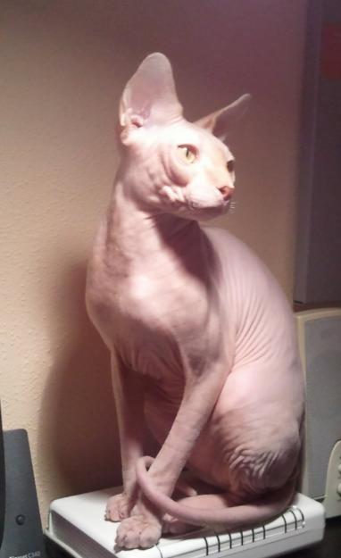 MAGNIFICO GATO SPHYNX PARA MONTAS