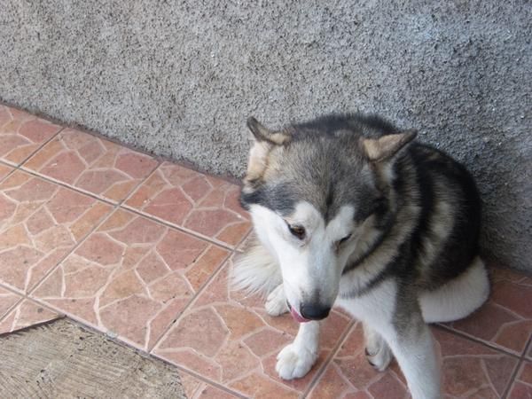 Regalo Husky