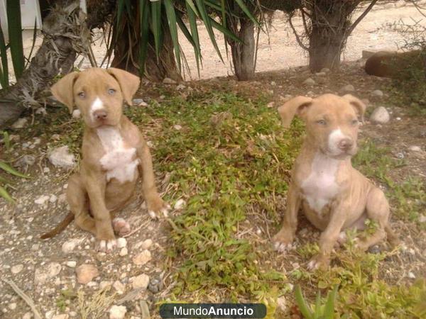 Vendo cachorros de Pitbull terrier de raza (rednoise)