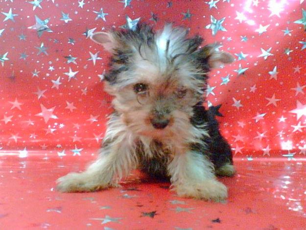 YORKSHIRE TERRIER GUAPISIMOS TAMAÑO PEQUEÑO