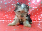 YORKSHIRE TERRIER GUAPISIMOS TAMAÑO PEQUEÑO - mejor precio | unprecio.es