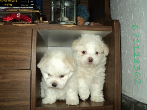 Excelentes cachorros...Bichón Maltes