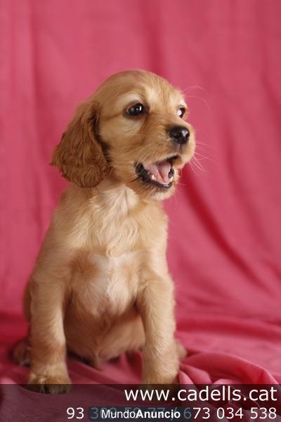 Perros con Garantía Veterinaria CADELLS.CAT: Cachorros de varias razas pequeños y medianos, criadero, tienda,venta