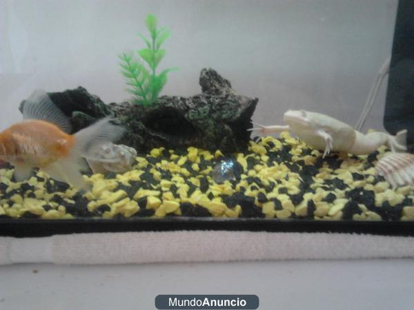 acuario completo