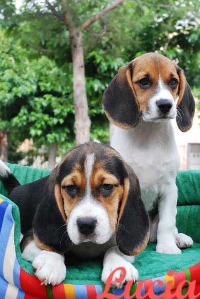 Beagle, garantia veterinaria de cinco años