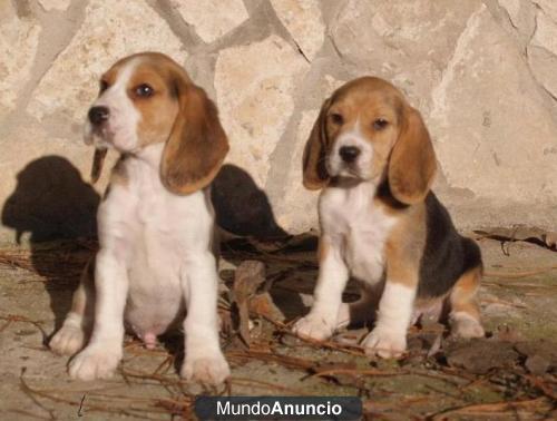 Beagle, tu cachorro de pura raza a buen precio  ju