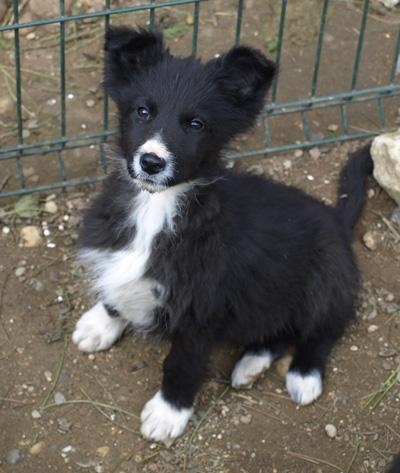 border collie macho y hembra cachorros