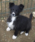 border collie macho y hembra cachorros - mejor precio | unprecio.es