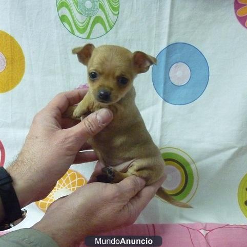 Cachorritos preciosos de Chihuahua minis