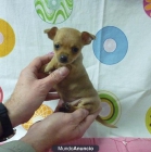 Cachorritos preciosos de Chihuahua minis - mejor precio | unprecio.es