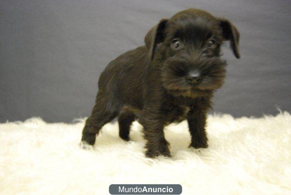 Cachorros de Schnauzer miniatura, negros de primera calidad