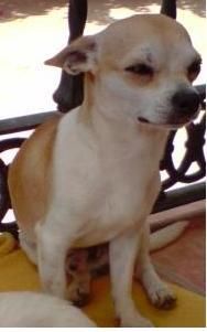 CHIHUAHUA MACHO BUSCA NOVIA (VALENCIA)