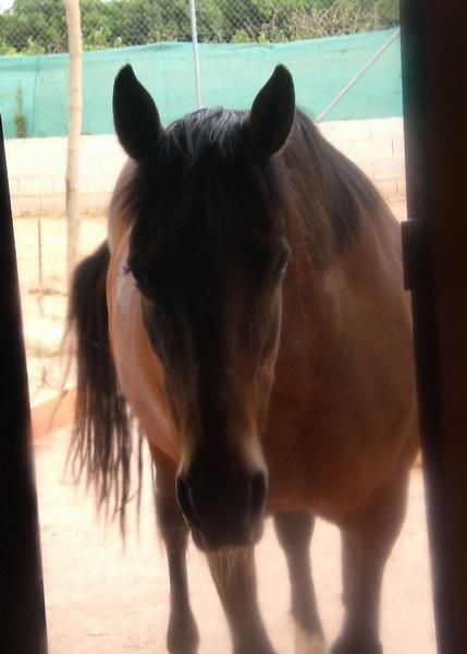 compro o adopto caballo