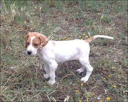 Excepcionales Cachorros de Pointer.