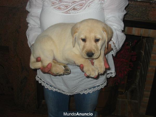 Labradores,dorados y negros,pedigree y garantias.