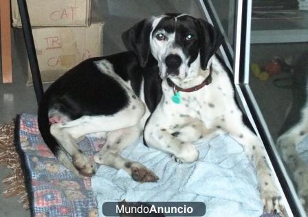 Perla, cachorrona de pointer