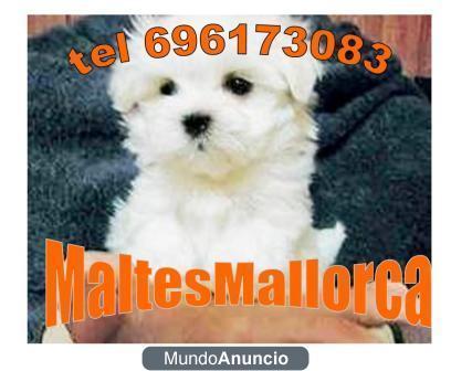 PRECIOSOS MALTESES NACIDOS EN MALLORCA TEL 696173083