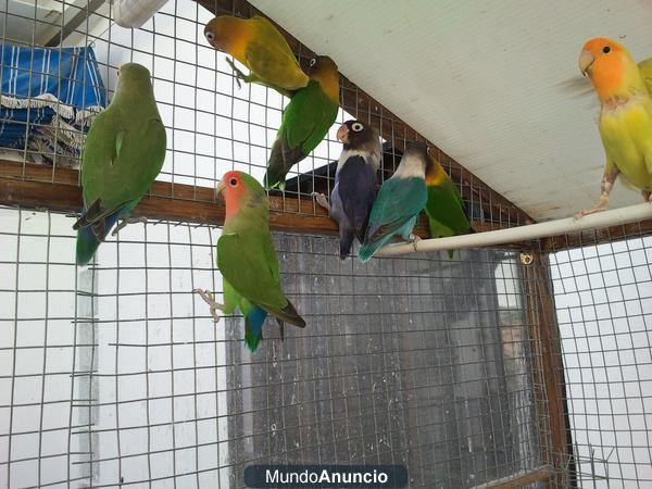 Se vende 10 agapornis varios colores