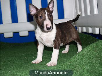 Se vende camada Bullterrier ¡ 5 años de garantias !