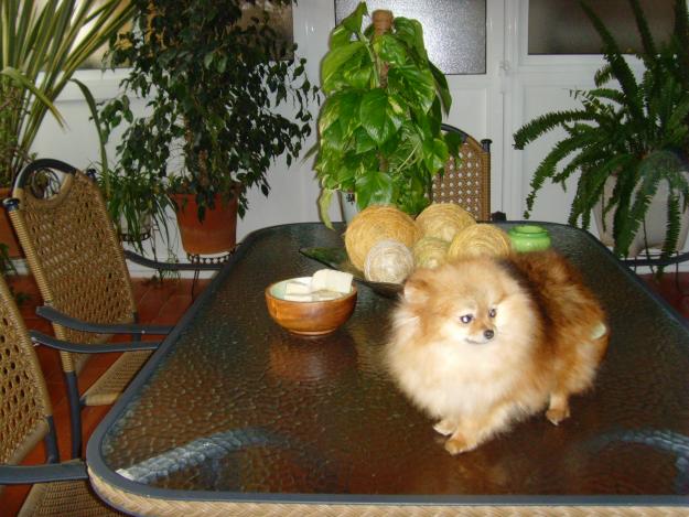 Se venden cachorros de lulú de pomerania, excelente pedigree